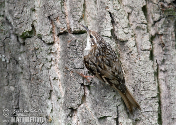 Kôrovník krátkoprstý (Certhia brachydactyla)