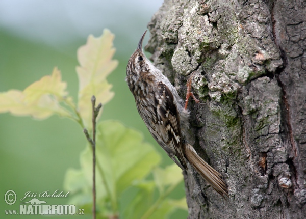 Kôrovník krátkoprstý (Certhia brachydactyla)