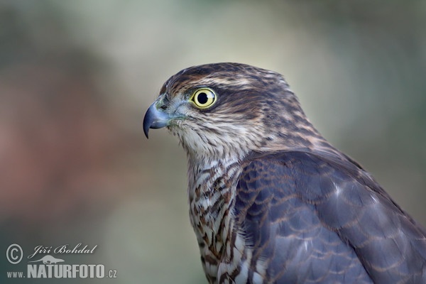 Krahujec obecný (Accipiter nisus)