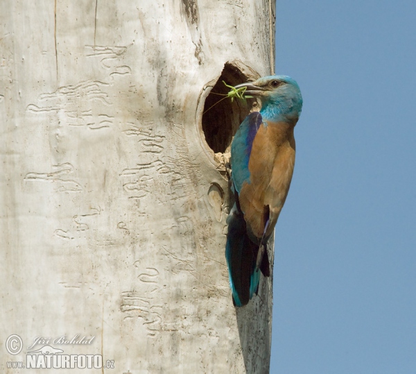 Krakľa belasá (Coracias garrulus)