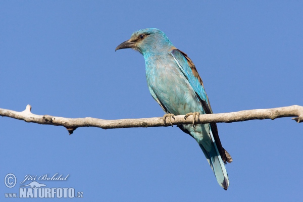 Krakľa belasá (Coracias garrulus)