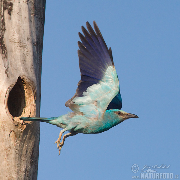 Krakľa belasá (Coracias garrulus)