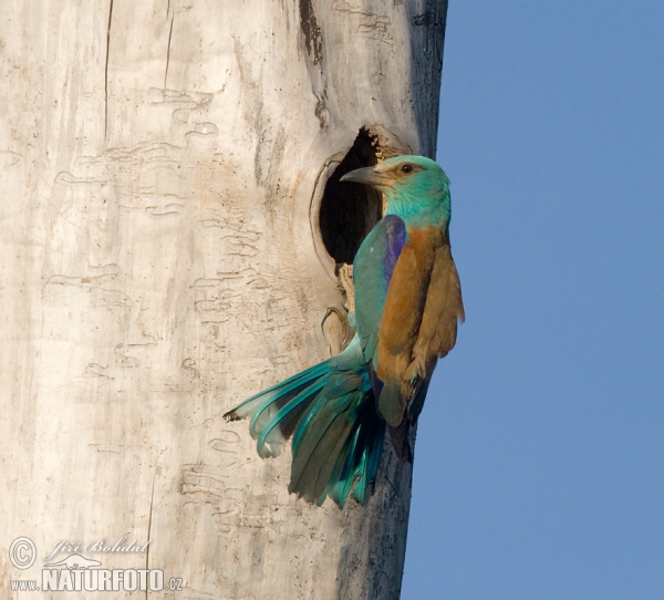 Krakľa belasá (Coracias garrulus)