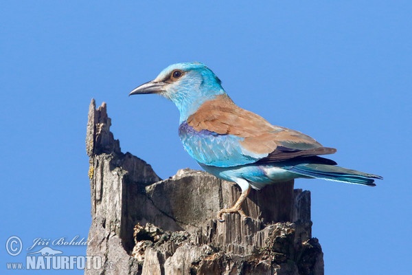 Krakľa belasá (Coracias garrulus)