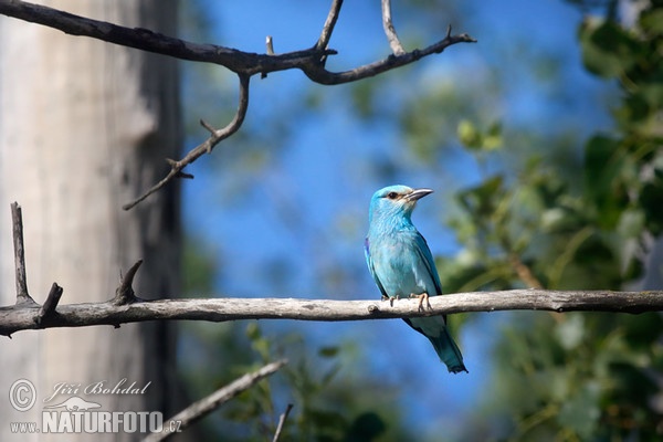 Krakľa belasá (Coracias garrulus)