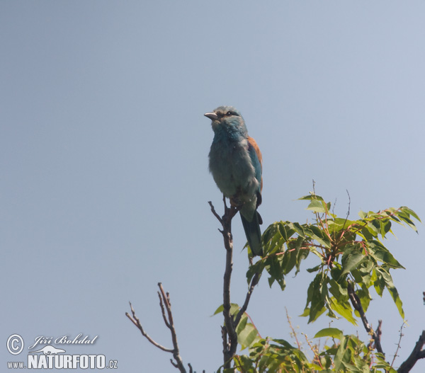 Krakľa belasá (Coracias garrulus)