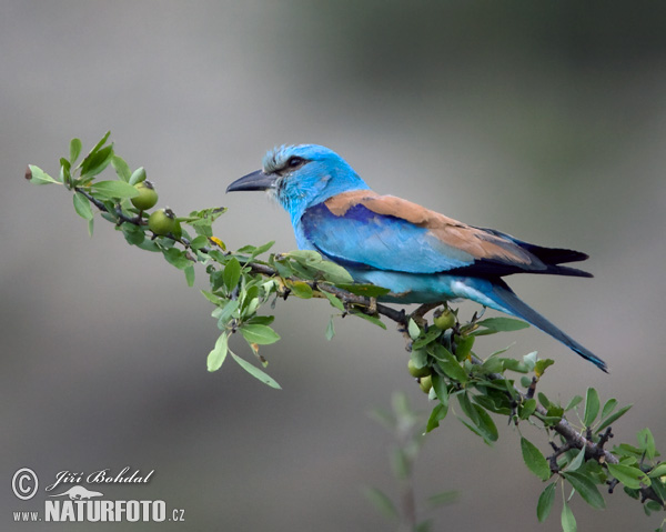 Krakľa belasá (Coracias garrulus)