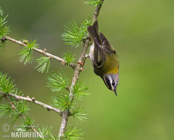 Králiček Králik ohnivohlavý (Regulus ignicapillus)