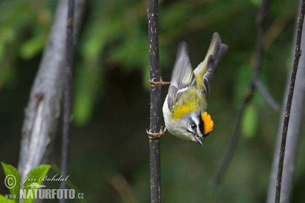 Králiček Králik ohnivohlavý (Regulus ignicapillus)