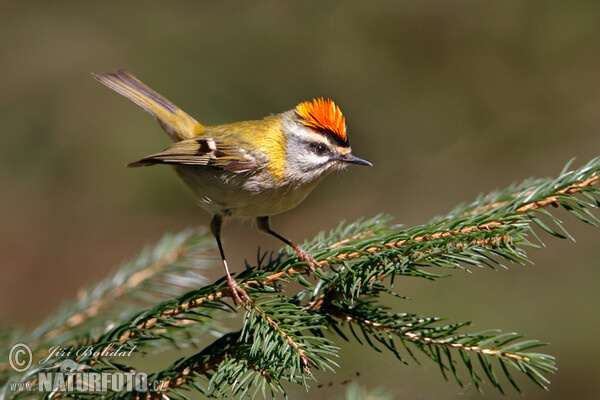 Králiček Králik ohnivohlavý (Regulus ignicapillus)