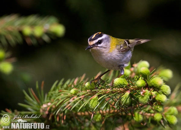 Králiček Králik ohnivohlavý (Regulus ignicapillus)