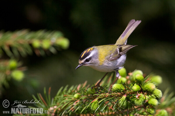 Králiček Králik ohnivohlavý (Regulus ignicapillus)