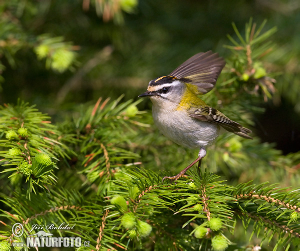 Králiček Králik ohnivohlavý (Regulus ignicapillus)