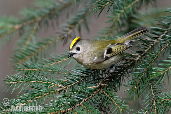 Králíček obecný (Regulus regulus)