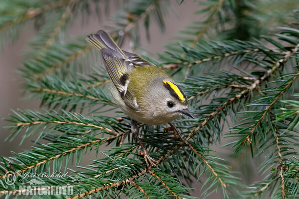 Králíček obecný (Regulus regulus)