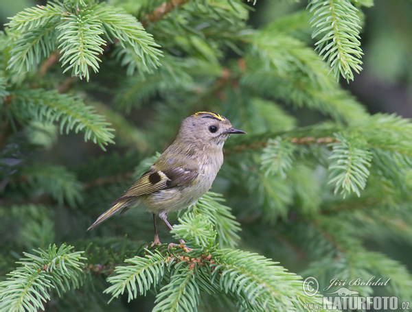 Králiček zlatohlavý (Regulus regulus)