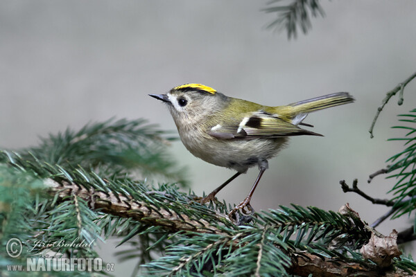 Králiček zlatohlavý (Regulus regulus)