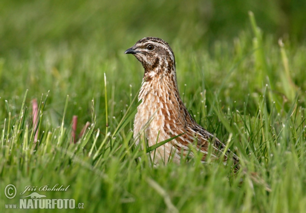 Křepelka polní (Coturnix coturnix)