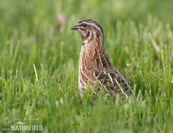 Křepelka polní (Coturnix coturnix)