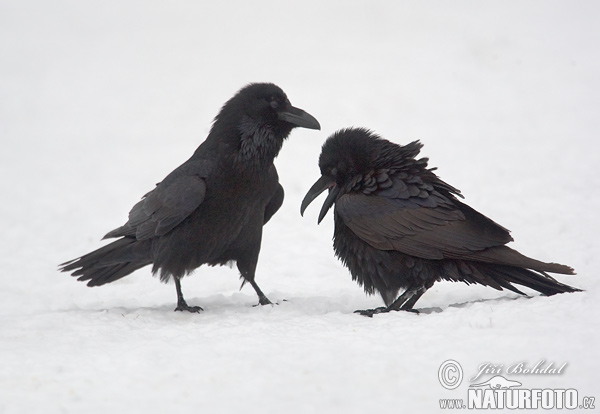 Krkavec čierny (Corvus corax)