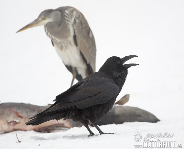 Krkavec čierny (Corvus corax)