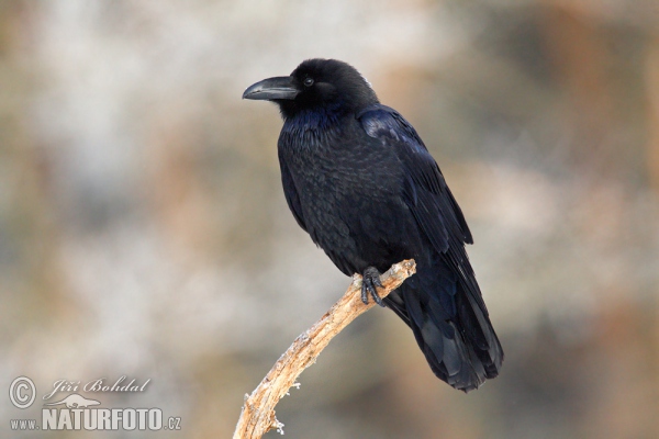 Krkavec čierny (Corvus corax)