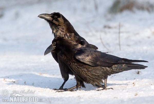 Krkavec čierny (Corvus corax)