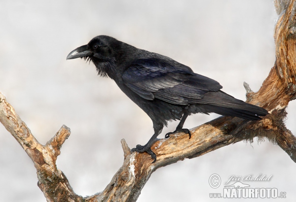 Krkavec čierny (Corvus corax)