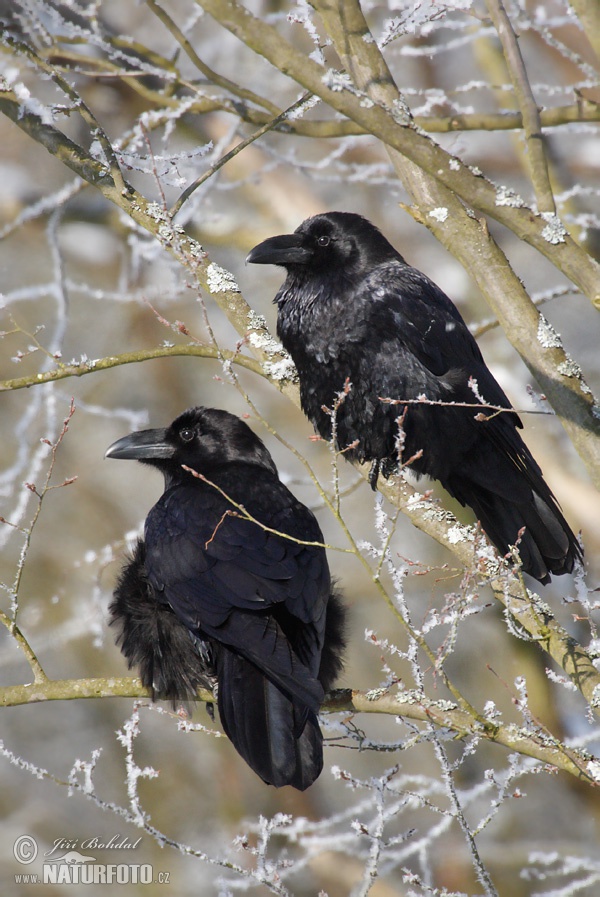 Krkavec čierny (Corvus corax)