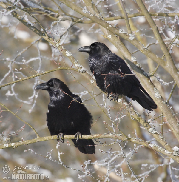 Krkavec čierny (Corvus corax)