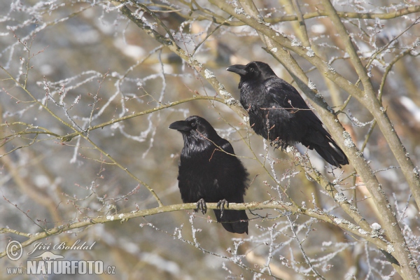 Krkavec čierny (Corvus corax)