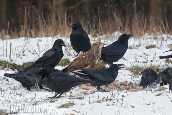 Krkavec čierny (Corvus corax)