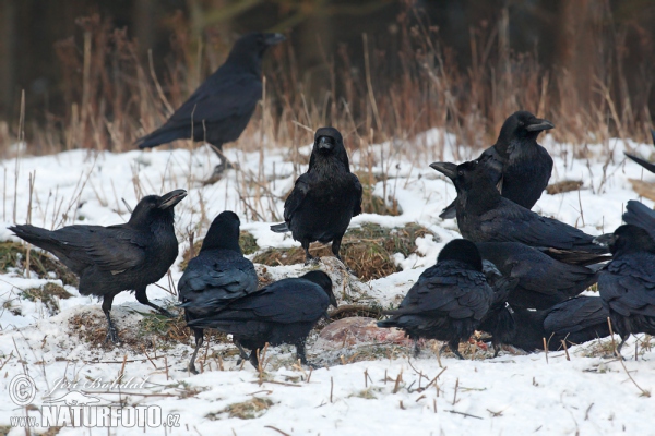 Krkavec čierny (Corvus corax)