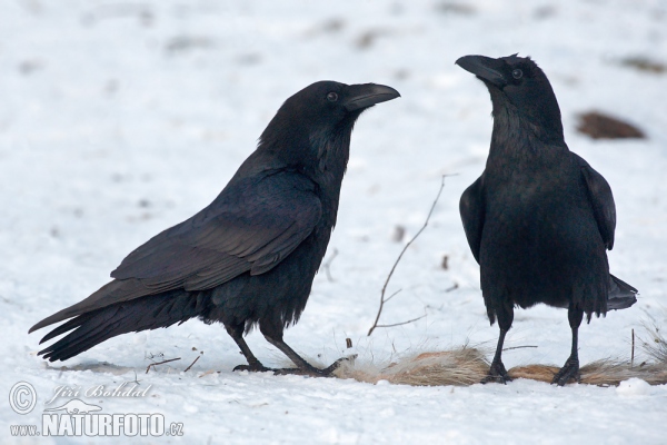 Krkavec čierny (Corvus corax)