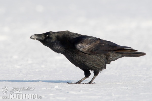 Krkavec čierny (Corvus corax)