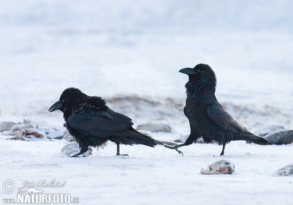 Krkavec čierny (Corvus corax)