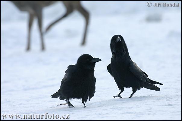 Krkavec čierny (Corvus corax)