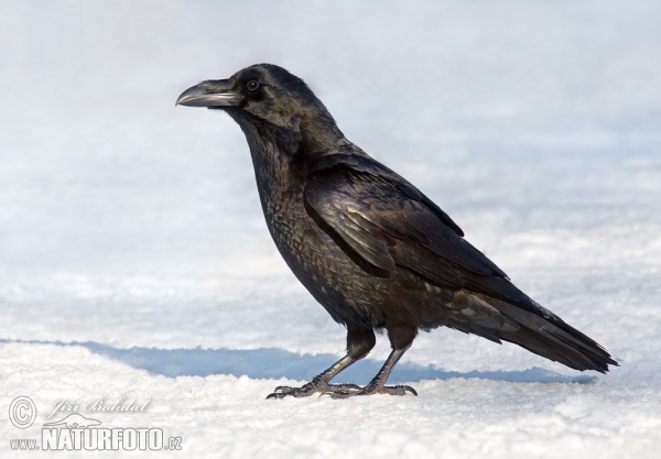 Krkavec velký (Corvus corax)