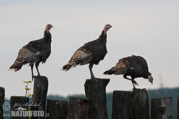 Krocan domácí (Meleagris gallopavo f. domestica)