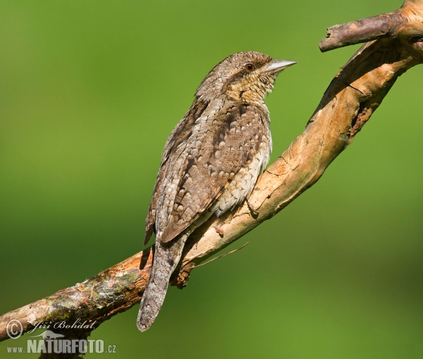 Krutihlav obecný (Jynx torquilla)