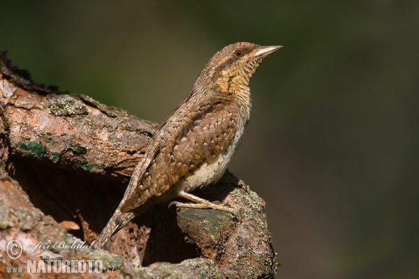 Krutihlav obecný (Jynx torquilla)