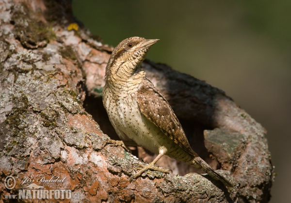 Krutihlav obecný (Jynx torquilla)