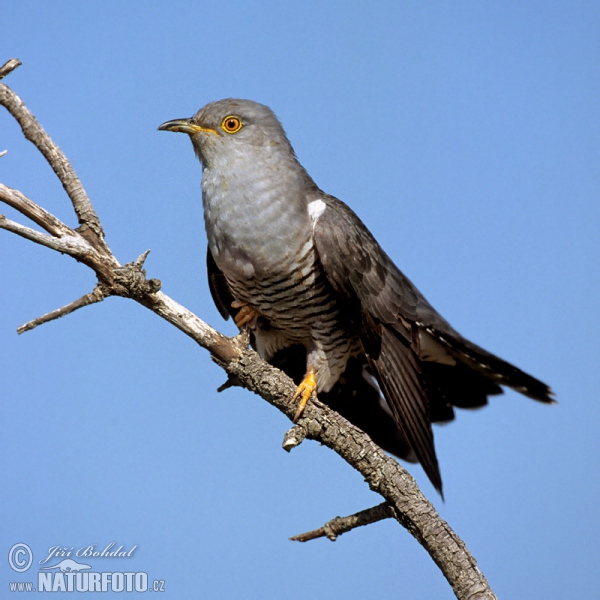 Kukačka obecná (Cuculus canorus)