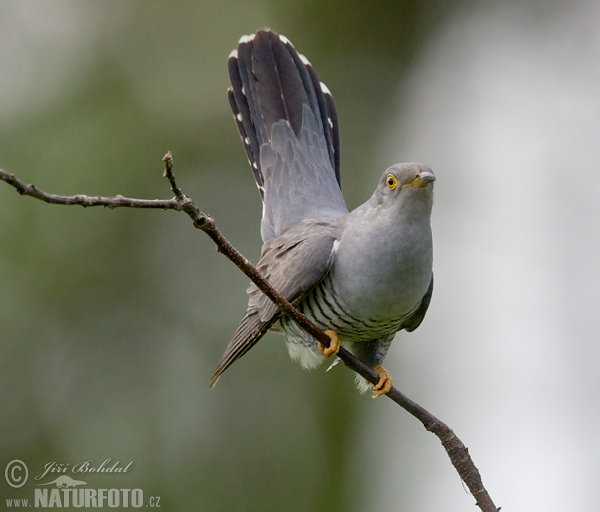 Kukačka obyčajná (Cuculus canorus)