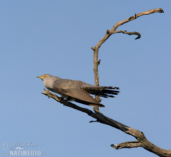 Kukačka obyčajná (Cuculus canorus)