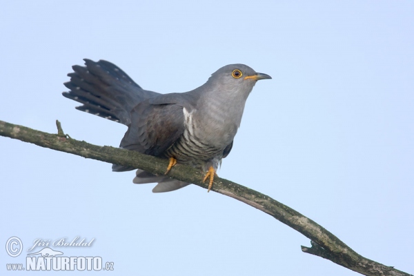 Kukačka obyčajná (Cuculus canorus)