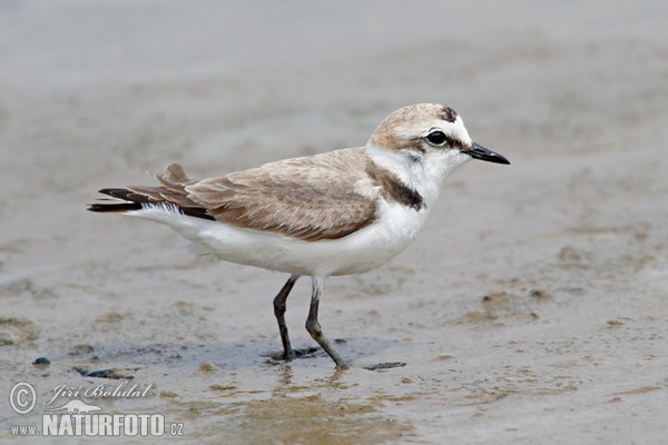 Kulík morský (Charadrius alexandrinus)