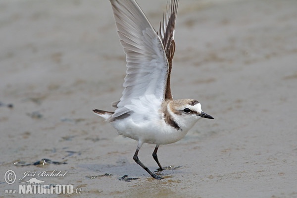 Kulík morský (Charadrius alexandrinus)