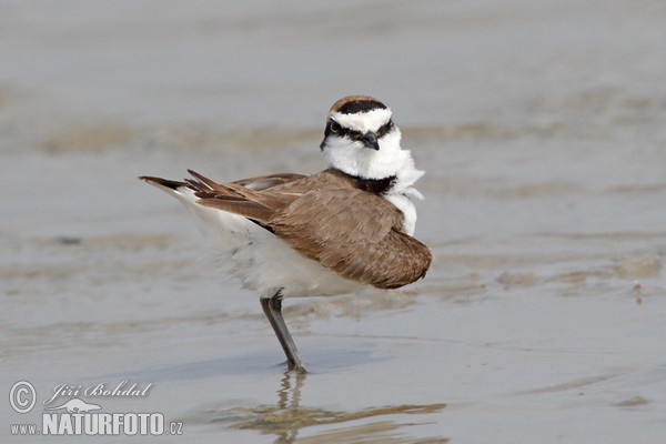 Kulík morský (Charadrius alexandrinus)