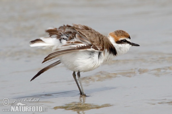 Kulík morský (Charadrius alexandrinus)